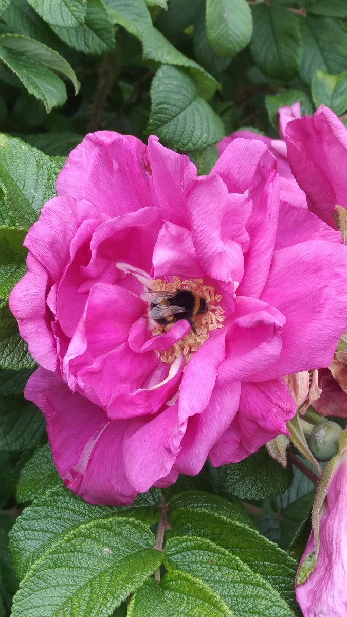 bettyam19's tweet image. A busy bee #beesatwork #bee
