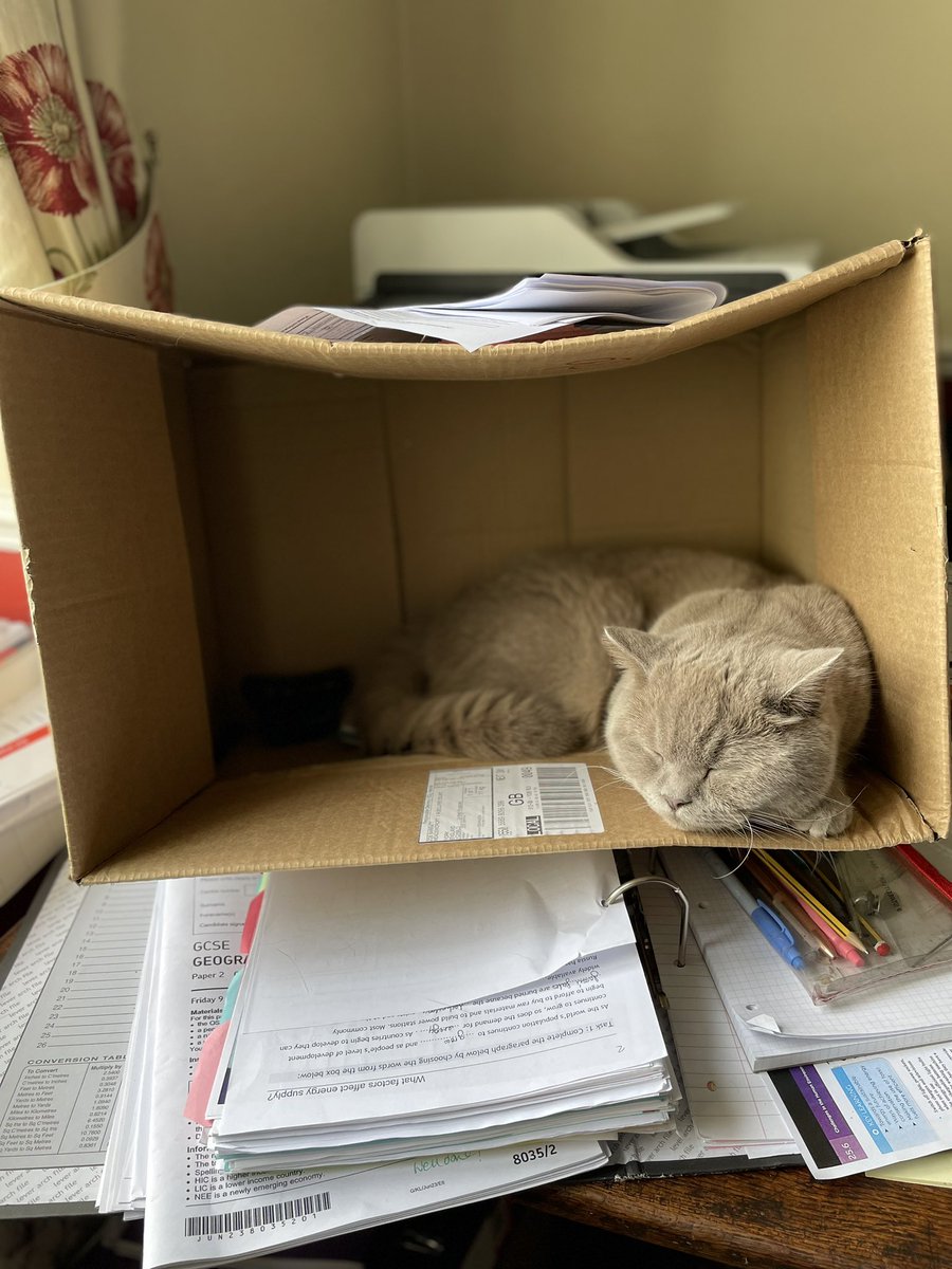 zoebarratt1's tweet photo. Gutted, heartbroken &amp; utterly devastated that our beloved Moon Pie has been hit &amp; killed by a car today.
A lot of autistic children bond closer to animals than humans &amp; all 3 of our girls feel as though their world has ended. #pedigreecats #Britishshorthair #bshcats https://t.co/BFRDk7Lk0L
