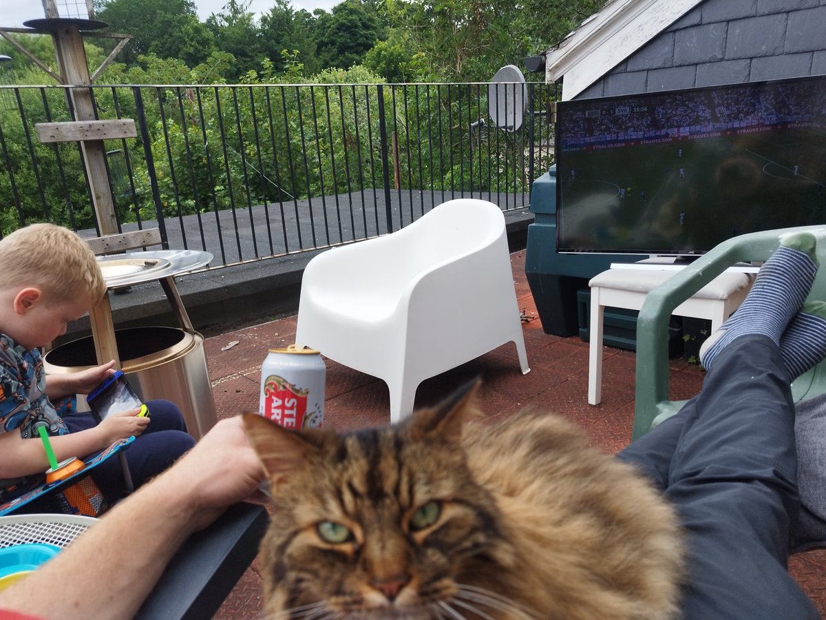 Hanu the Cat tweet media