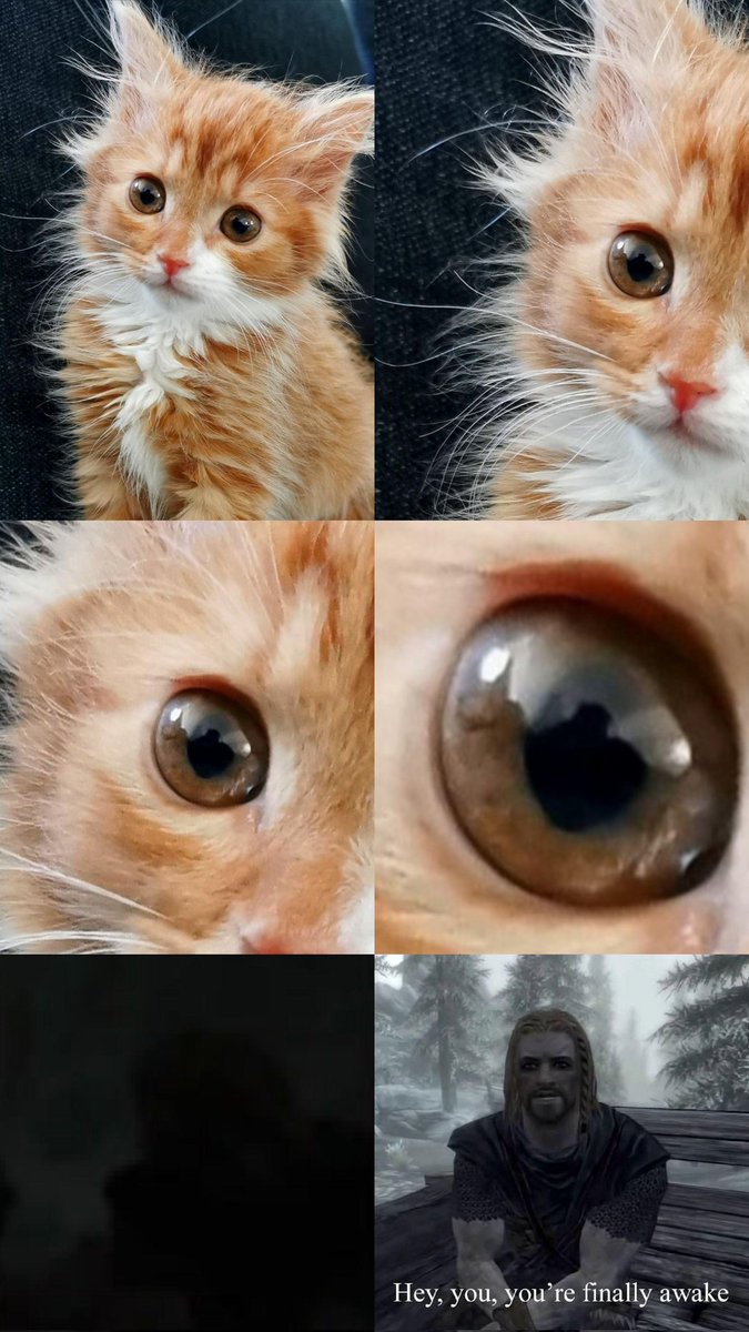 DailyCatMemes tweet media