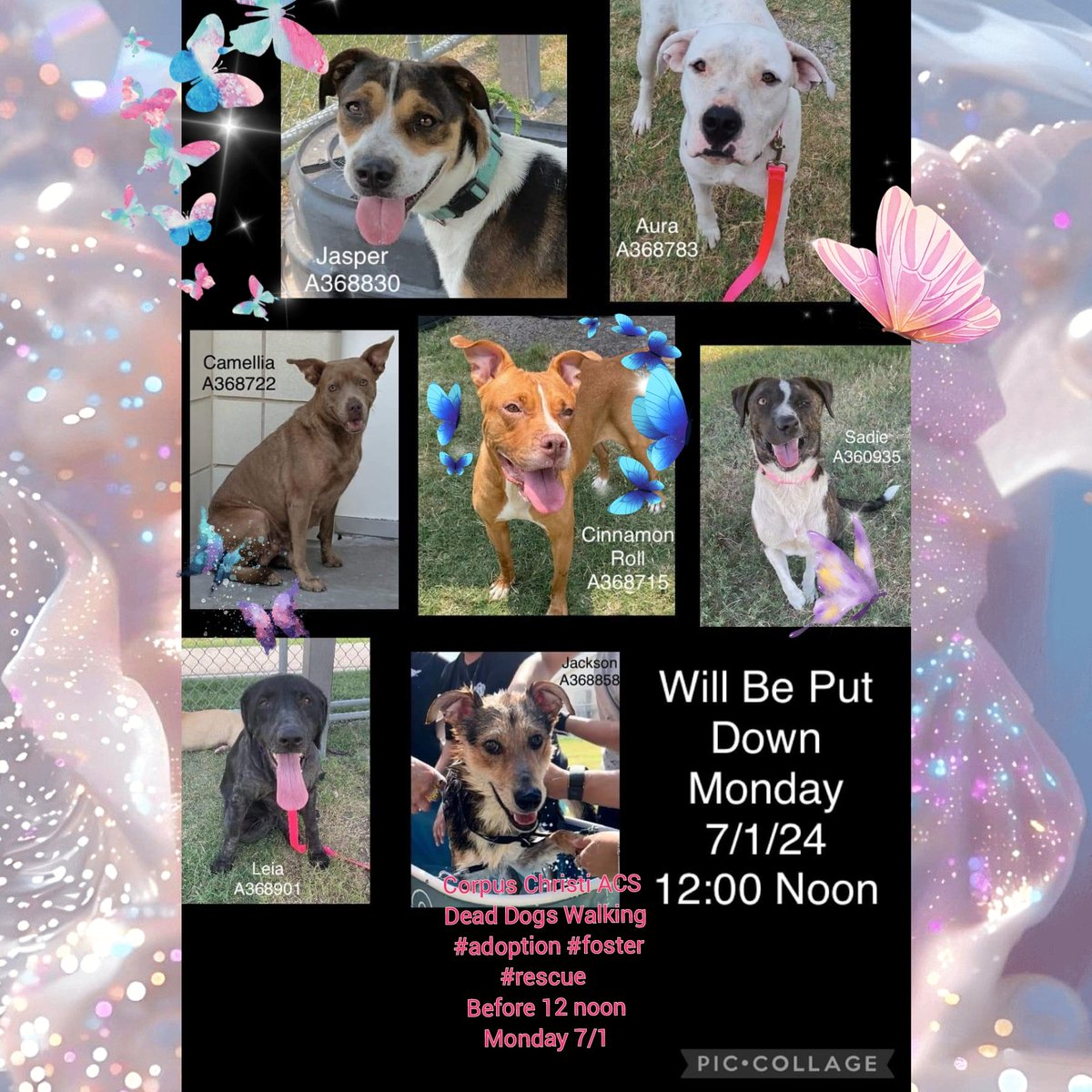beeleevitonly's tweet photo. 🆘️⏰️less than 24 hours  #save 🐕🐕🐕🐕🐕🐕🐕
#CorpusChristiACS #DogCullDay 7/1 12 noon #WeeklyEvent #Ccpets #PawsAndThink 
These dogs are #Adoptable.  Some need a little extra help,  others are #AdoptDontShop ready
Please see their individual hyperlinks, #pledgeForRescue 💙JASPER #A368830 
💖AURA #A368783 💖CAMELLIA  #A368722  
💖CINNAMON #A368715 
💖SADIE  #A360935 
💖LEIA #A368901  💙JACKSON  #A368858