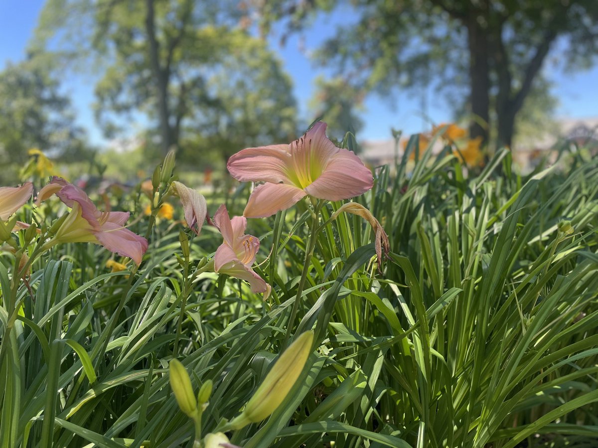30/100:  Grateful for day lily season and cool temps. First four-miler of the summer felt great in this weather! 🐝🔗🐝💪🏼🐝💕