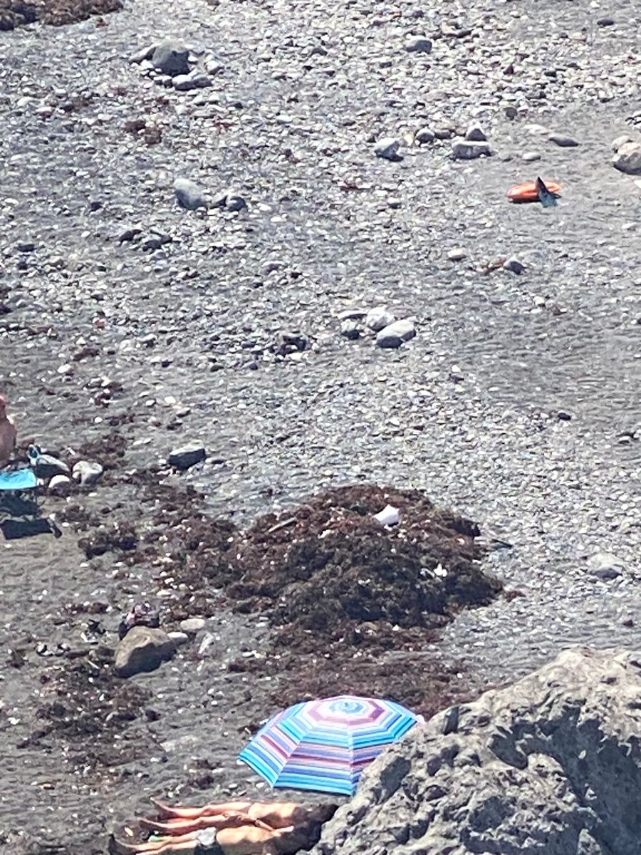 Francescocalv_'s tweet photo. Esta es la imagen de una playa de @adeje, Callao Salvaje precisamente, en pleno comienzo de verano, una buena limpieza no vendría mal... https://t.co/Zfj4W76Llc
