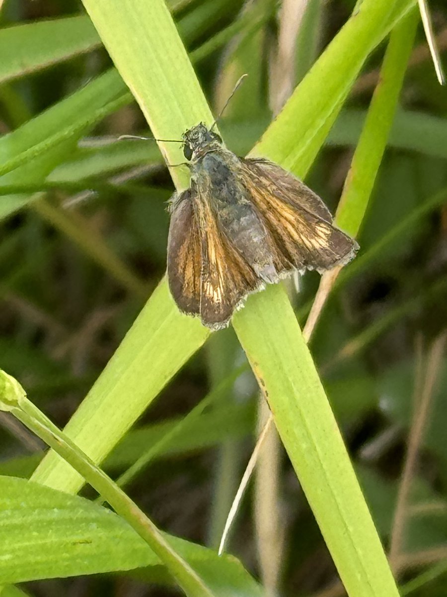 DanielCMartin1's tweet photo. Ended up going for Lulworth Skipper to finish off the south coast road trip! Glad @ColBowler suggested @DurlstonCP as got several along the coastal path eventually when the sun appeared. Only a few at Lulworth Cove & Dumble Door but a fab area #jurassiccoast #4toget #butterflies https://t.co/yL3y8956Kt