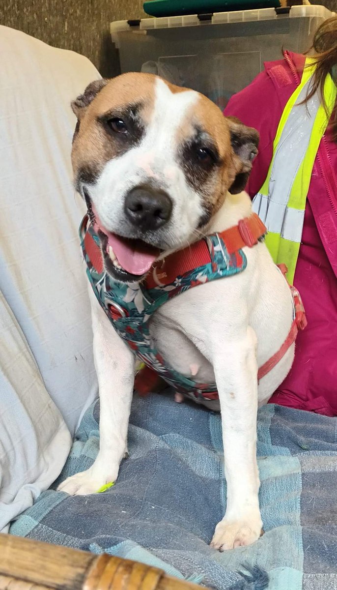 Misty here....
I'm still waiting patiently for my special someone to notice me, could that someone be you??
If so, please click on me website link fingy, thanks 😊 
seniorstaffyclub.co.uk/adopt-a-staffy… ❤️ #TeamZay
#stokeontrent #Staffordshire #AdoptDontShop #RescueMe