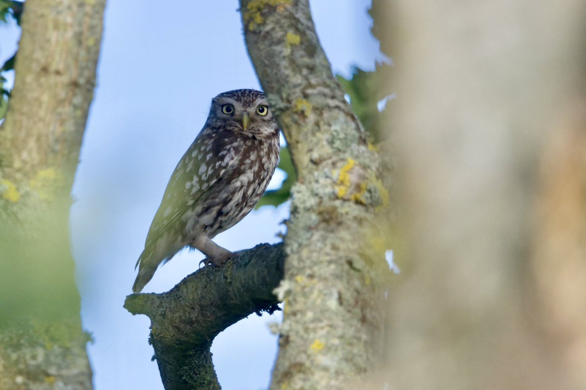 Giles Greenwood (@giles_greenwood) on Twitter photo I was chuffed to spot this little owl in an oak tree at the wonderful <a href="/parhaminsussex/">Parham House & Gdns</a> yesterday. Iāve seen a little owl twice before but always because itās been pointed out to me so finding one for myself made this one even more special!
<a href="/Team4Nature/">Team4Nature</a> <a href="/NatureUK/">NatureUK</a> <a href="/Natures_Voice/">RSPB</a> I was chuffed to spot this little owl in an oak tree at the wonderful <a href="/parhaminsussex/">Parham House & Gdns</a> yesterday. Iāve seen a little owl twice before but always because itās been pointed out to me so finding one for myself made this one even more special!
<a href="/Team4Nature/">Team4Nature</a> <a href="/NatureUK/">NatureUK</a> <a href="/Natures_Voice/">RSPB</a>