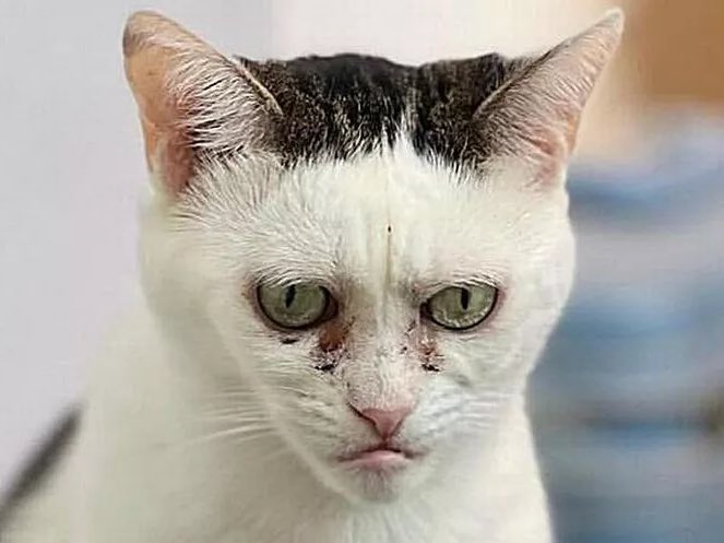 NoContextBrits's tweet image. Foden when his goal was disallowed.