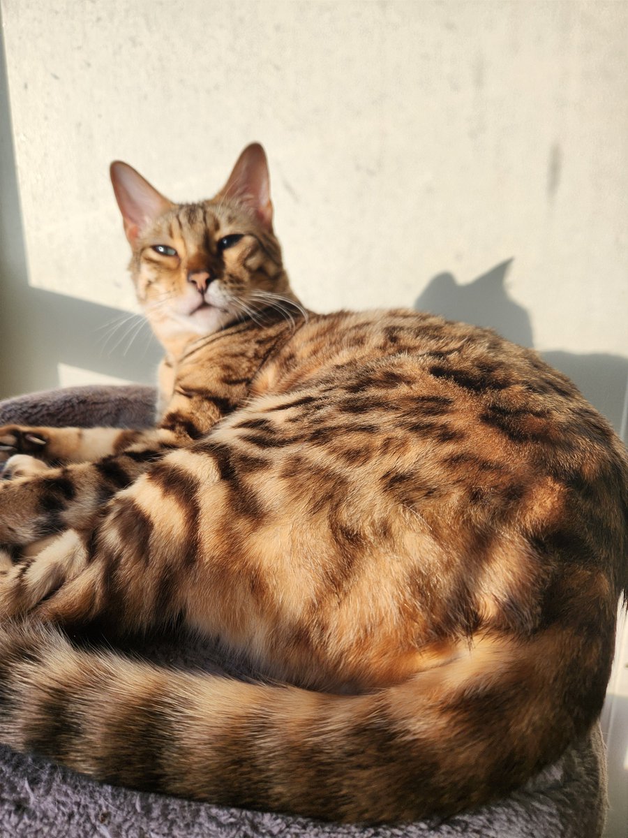 Happy Canada Day humans and kitties 🇨🇦😺hope it's nice and sunny for you!