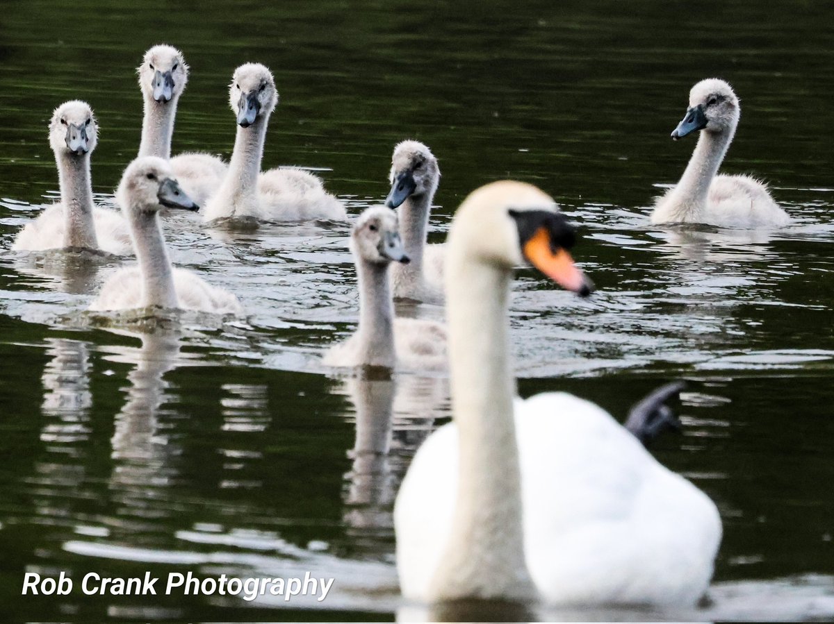 cranky1456's tweet photo. @monkbonk A selection of Swans & Cygnets for #SwanDay with the adults and little ones going about their business.
#TwitterNatu #TwitterNatureCommunity #Swans https://t.co/iZ7ykoNsf2
