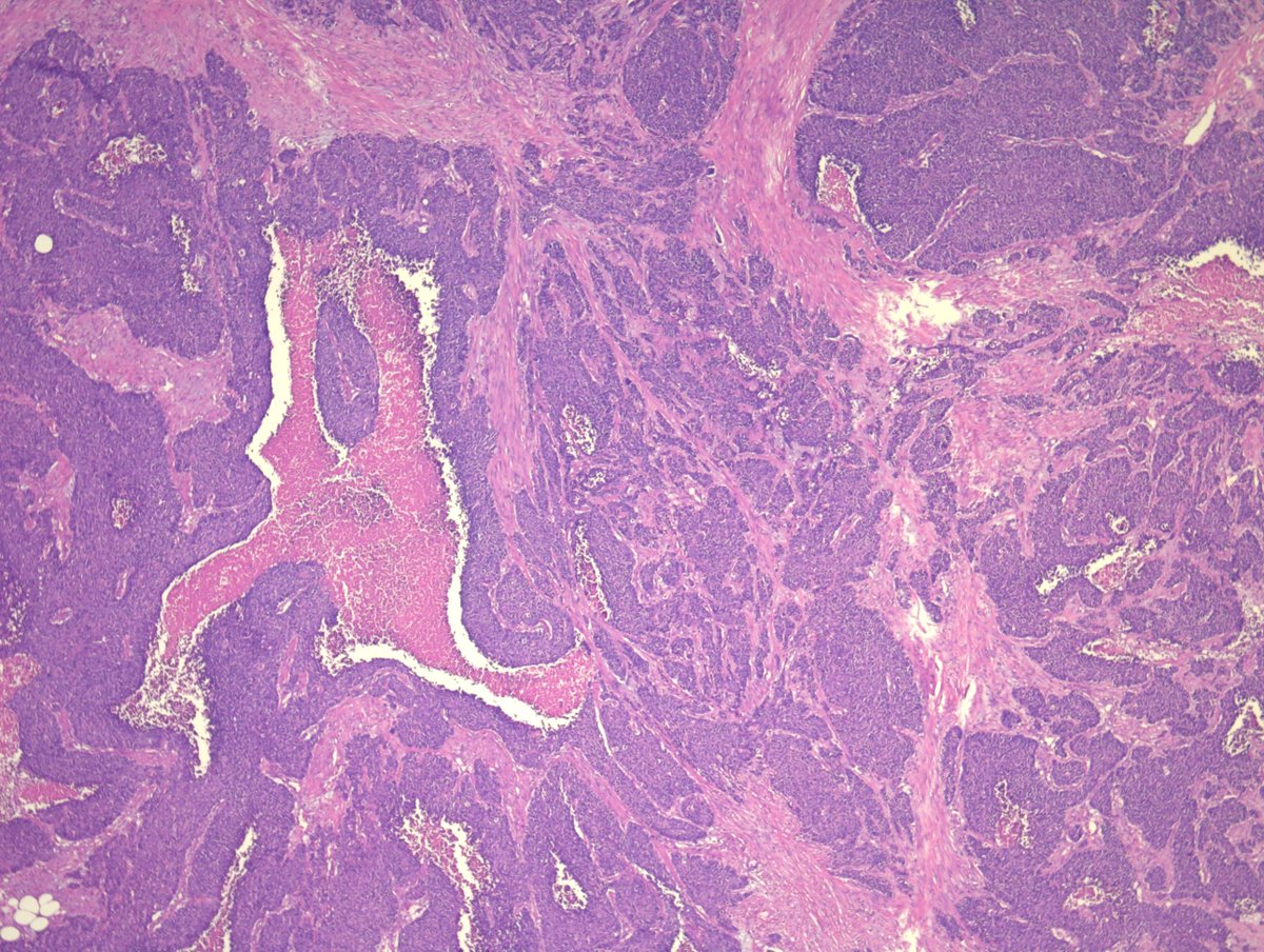 Miruna Popescu, MD tweet media