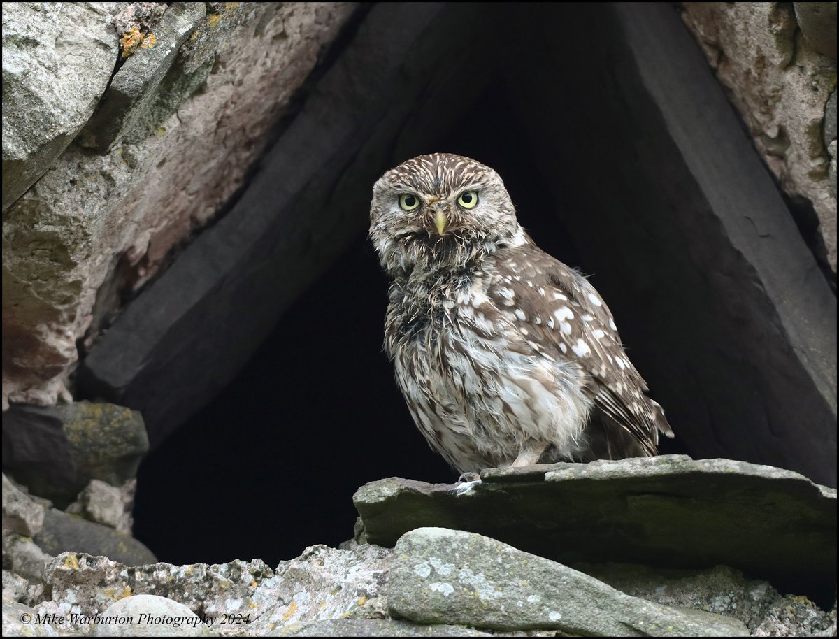 Mike Warburton (@_mikewarburton) on Twitter photo #LittleOwl nicely framed in the barn this morning. #Wales #birds #wildlife #nature #owl #BreconBeacons <a href="/CanonUKandIE/">Canon UK and Ireland</a> <a href="/RSPBCymru/">RSPB Cymru</a> <a href="/BTO_Cymru/">BTO Cymru</a> <a href="/BannauB/">Bannau Brycheiniog (Brecon Beacons) National Park</a> <a href="/NatGeoUK/">National Geographic UK</a> <a href="/NatGeoPhotos/">Nat Geo Photography</a> <a href="/BBCSpringwatch/">BBC Springwatch</a> <a href="/WildlifeMag/">BBC Wildlife</a> <a href="/Natures_Voice/">RSPB</a> <a href="/_BTO/">BTO</a> #birs #predator #owls #LittleOwl nicely framed in the barn this morning. #Wales #birds #wildlife #nature #owl #BreconBeacons <a href="/CanonUKandIE/">Canon UK and Ireland</a> <a href="/RSPBCymru/">RSPB Cymru</a> <a href="/BTO_Cymru/">BTO Cymru</a> <a href="/BannauB/">Bannau Brycheiniog (Brecon Beacons) National Park</a> <a href="/NatGeoUK/">National Geographic UK</a> <a href="/NatGeoPhotos/">Nat Geo Photography</a> <a href="/BBCSpringwatch/">BBC Springwatch</a> <a href="/WildlifeMag/">BBC Wildlife</a> <a href="/Natures_Voice/">RSPB</a> <a href="/_BTO/">BTO</a> #birs #predator #owls