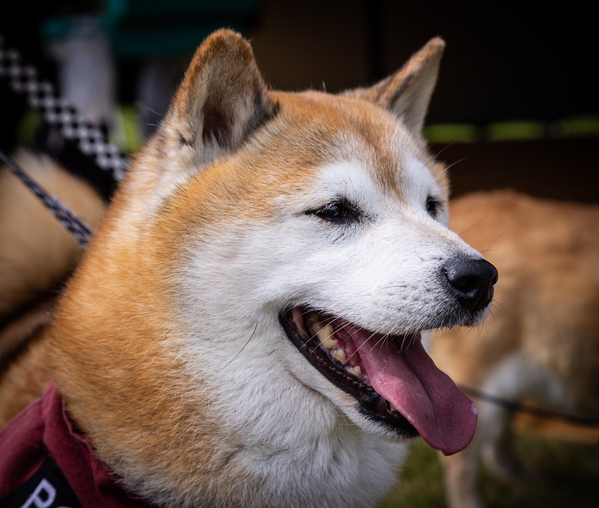 DrNoble70's tweet photo. Karen’s Shiba Inu Therapy Dogs!
Armed Forces Day 2024

📸Canon R8
24-105mm

@Almolka @CanonUKandIE @Nat_Mem_Arb @ArmedForcesDay @BriggsUK @MerseyPolice https://t.co/lC9XBFysWv