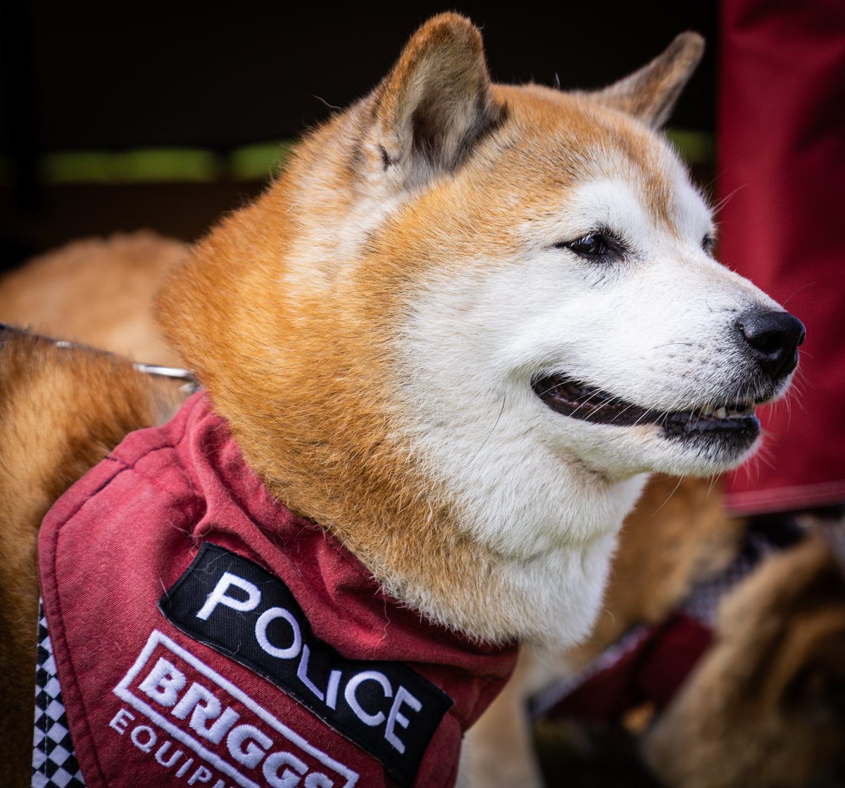 DrNoble70's tweet photo. Karen’s Shiba Inu Therapy Dogs!
Armed Forces Day 2024

📸Canon R8
24-105mm

@Almolka @CanonUKandIE @Nat_Mem_Arb @ArmedForcesDay @BriggsUK @MerseyPolice https://t.co/lC9XBFysWv