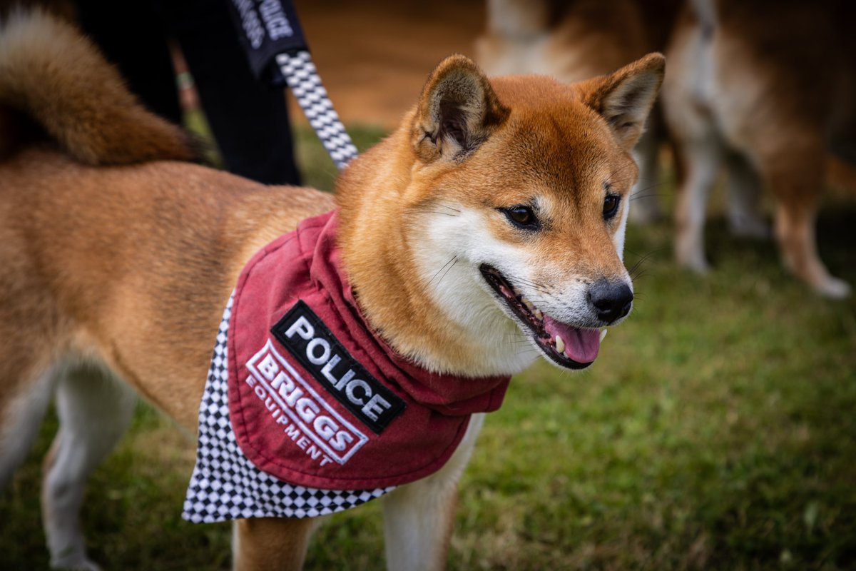 DrNoble70's tweet photo. Karen’s Shiba Inu Therapy Dogs!
Armed Forces Day 2024

📸Canon R8
24-105mm

@Almolka @CanonUKandIE @Nat_Mem_Arb @ArmedForcesDay @BriggsUK @MerseyPolice https://t.co/lC9XBFysWv