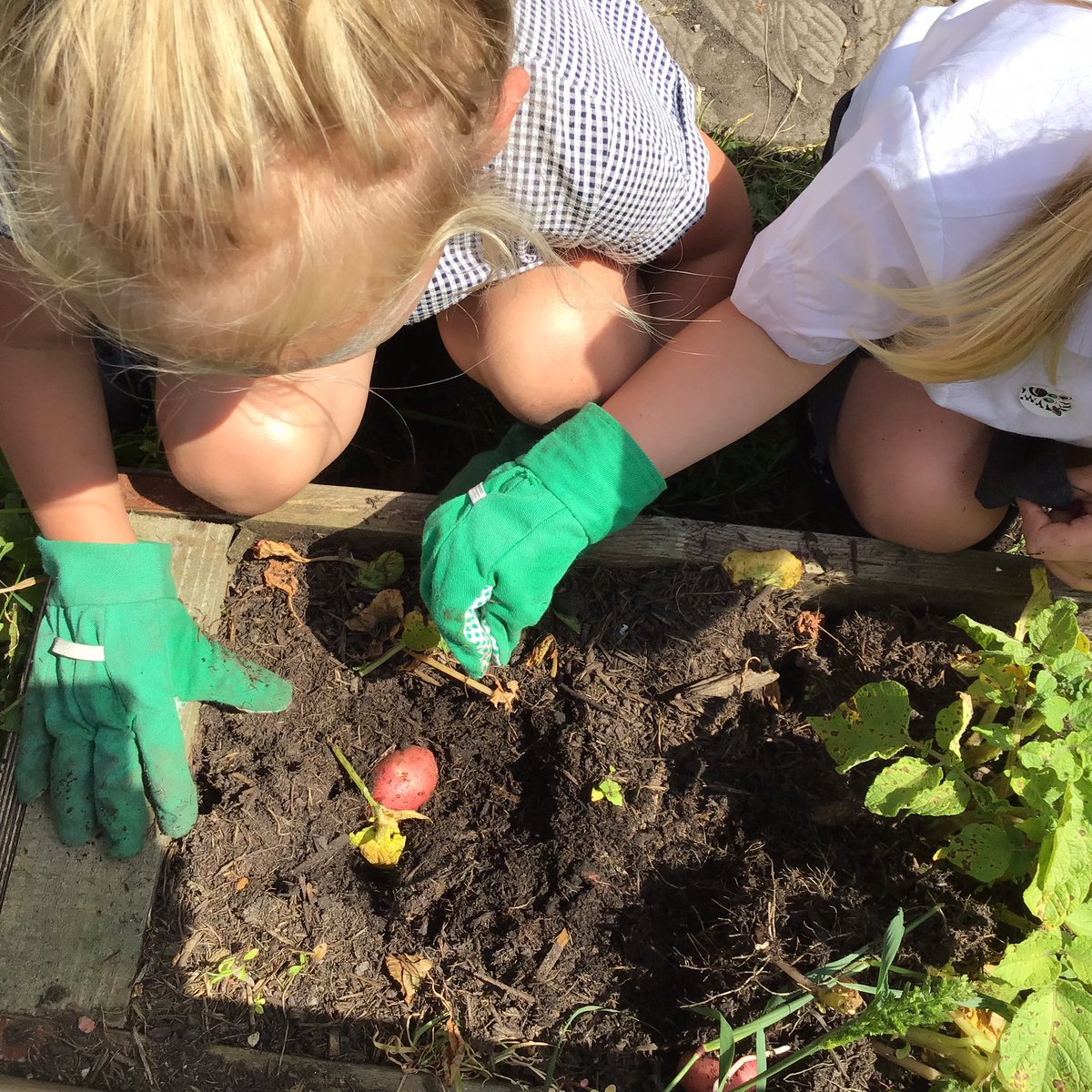 bumblebees_MRPA's tweet image. Wow! Our first harvest. We’ll be making potato salad for snack tomorrow!  Thank you @gyopotatoes The children (and I!) have been amazed.