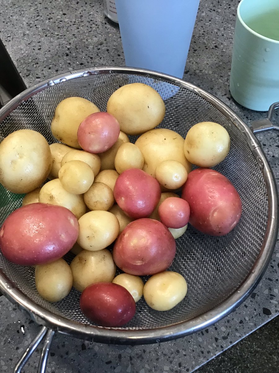 bumblebees_MRPA's tweet image. Wow! Our first harvest. We’ll be making potato salad for snack tomorrow!  Thank you @gyopotatoes The children (and I!) have been amazed.