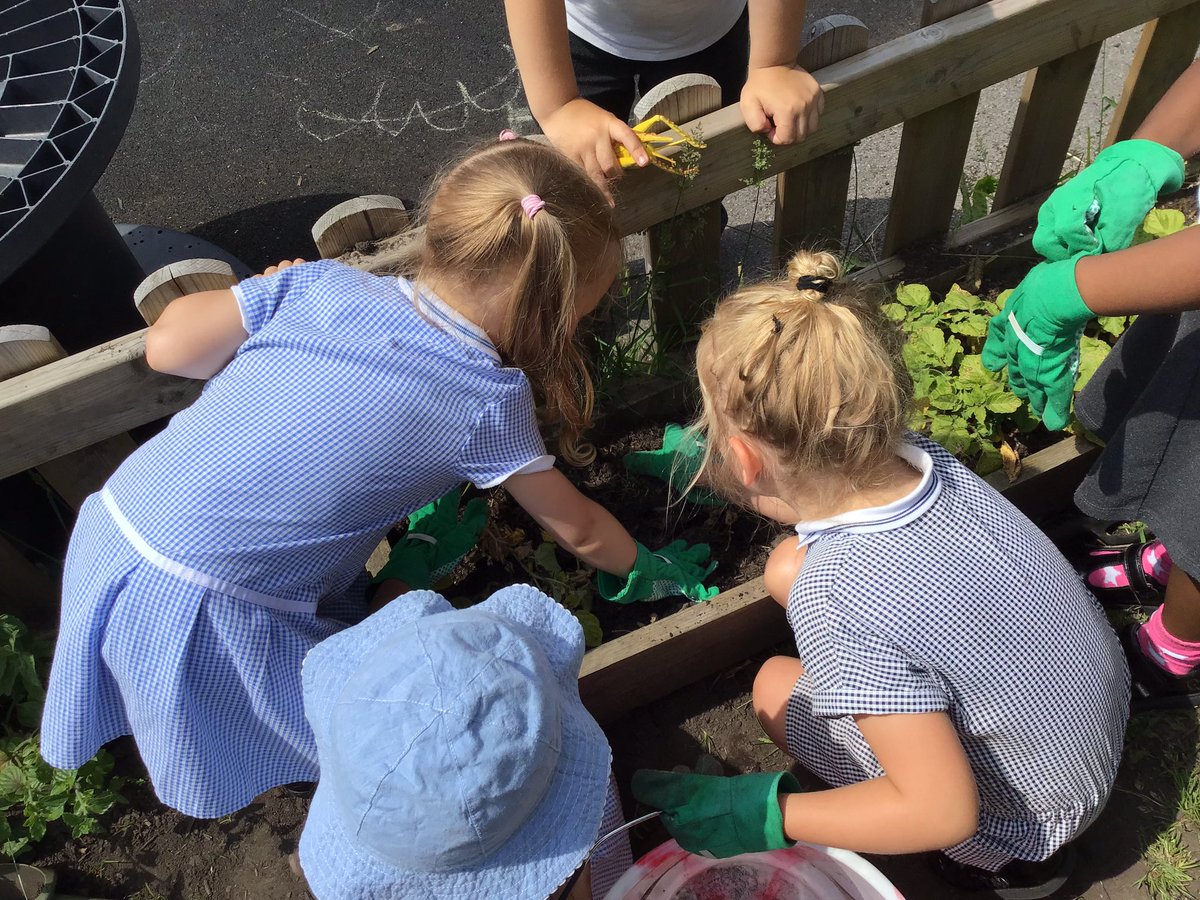 bumblebees_MRPA's tweet image. Wow! Our first harvest. We’ll be making potato salad for snack tomorrow!  Thank you @gyopotatoes The children (and I!) have been amazed.