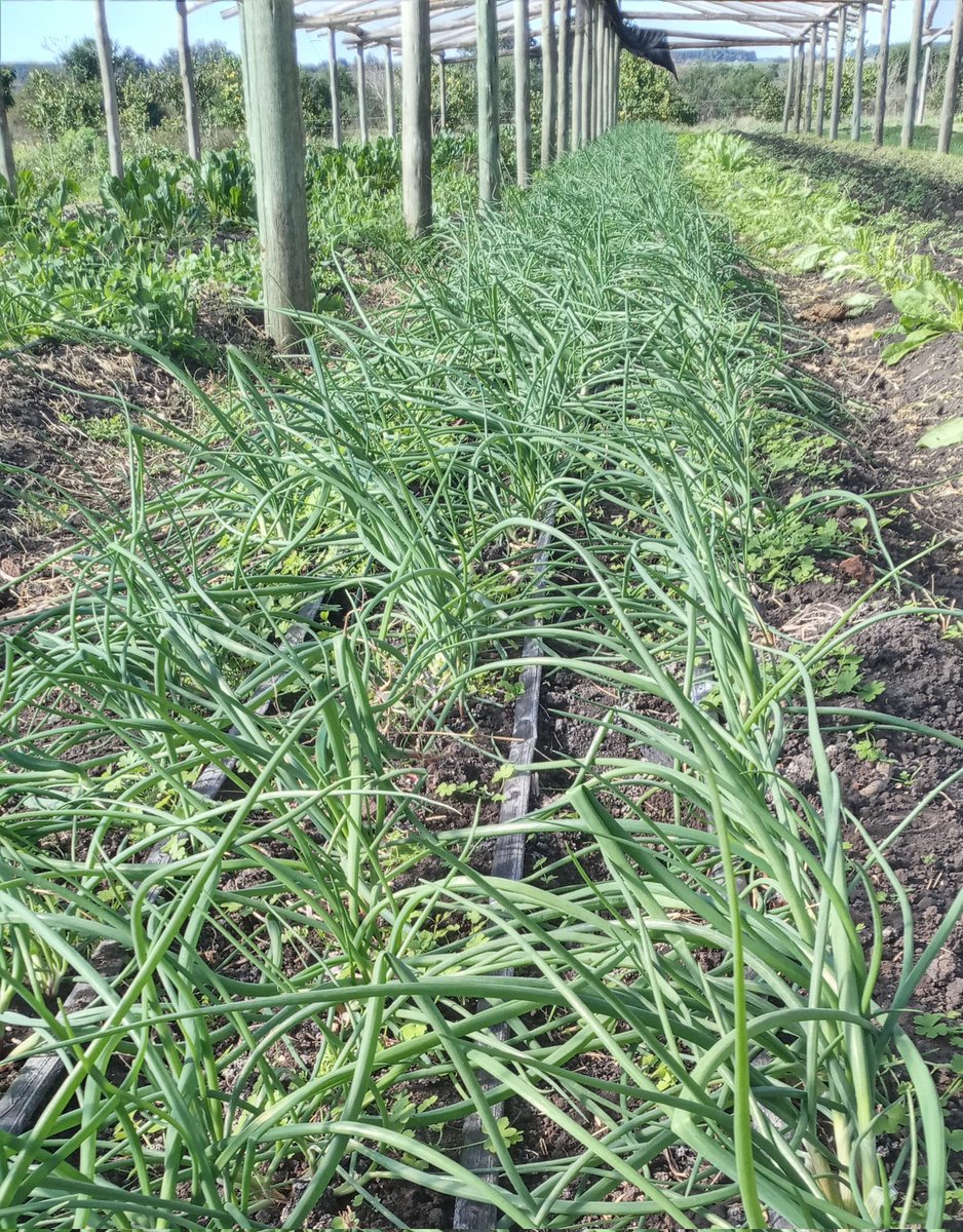 Guido Arena (@elguidoarena) on Twitter photo 