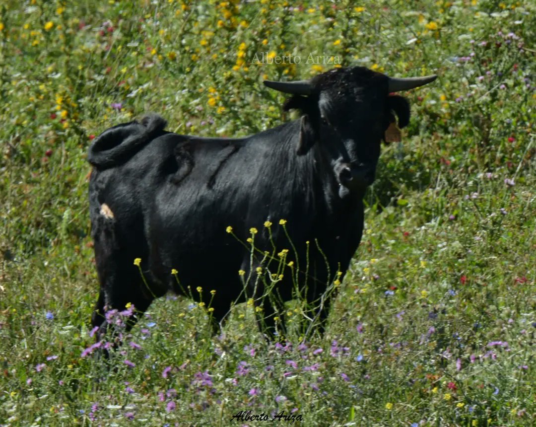 Secreto_Bravura's tweet photo. Aquí os dejo la espectacular evolución del "57 BÉTICO" desde añojo a toro, pasando por eral y utrero. 

Es impresionante como cambia desde que prácticamente es un becerro a llegar a ser un cinqueño muy serio y estar esperando su lidia en los Corrales del Gas.
@HrosCebadaGago https://t.co/MyRde3Onij