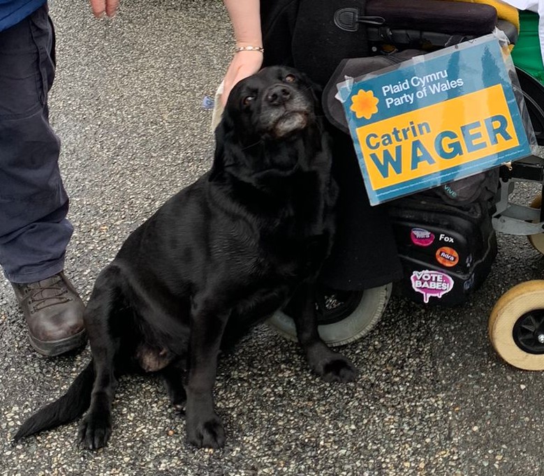 SharynElizabeth's tweet photo. Llwyth o gefnogaeth ym Methesda heddiw!
Lots of support in Bethesda today!
@catwager #PawennauDrosPlaid #PawsForPlaid #WagsForWager #VoteBabes https://t.co/TKK3e4UuTG