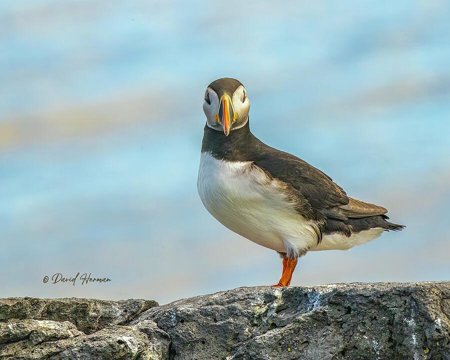 wee_arts's tweet photo. @CarlBovisNature Day hello to my folks! I'm living on Vigur Island now 😀 https://t.co/NrUQxCHahV