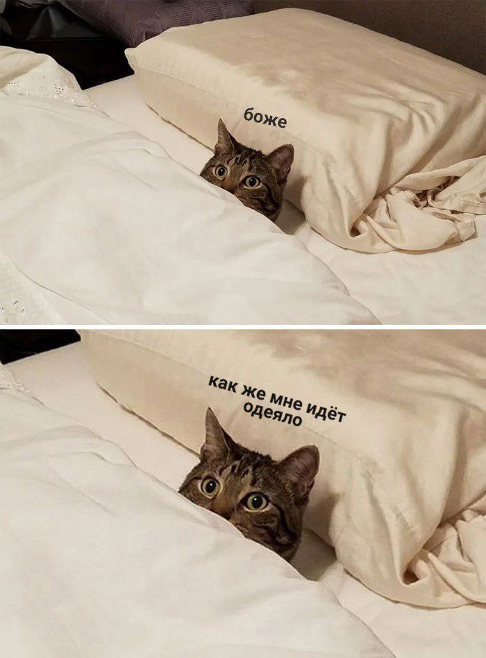 cats, i love cats (@catsilcats) on Twitter photo 