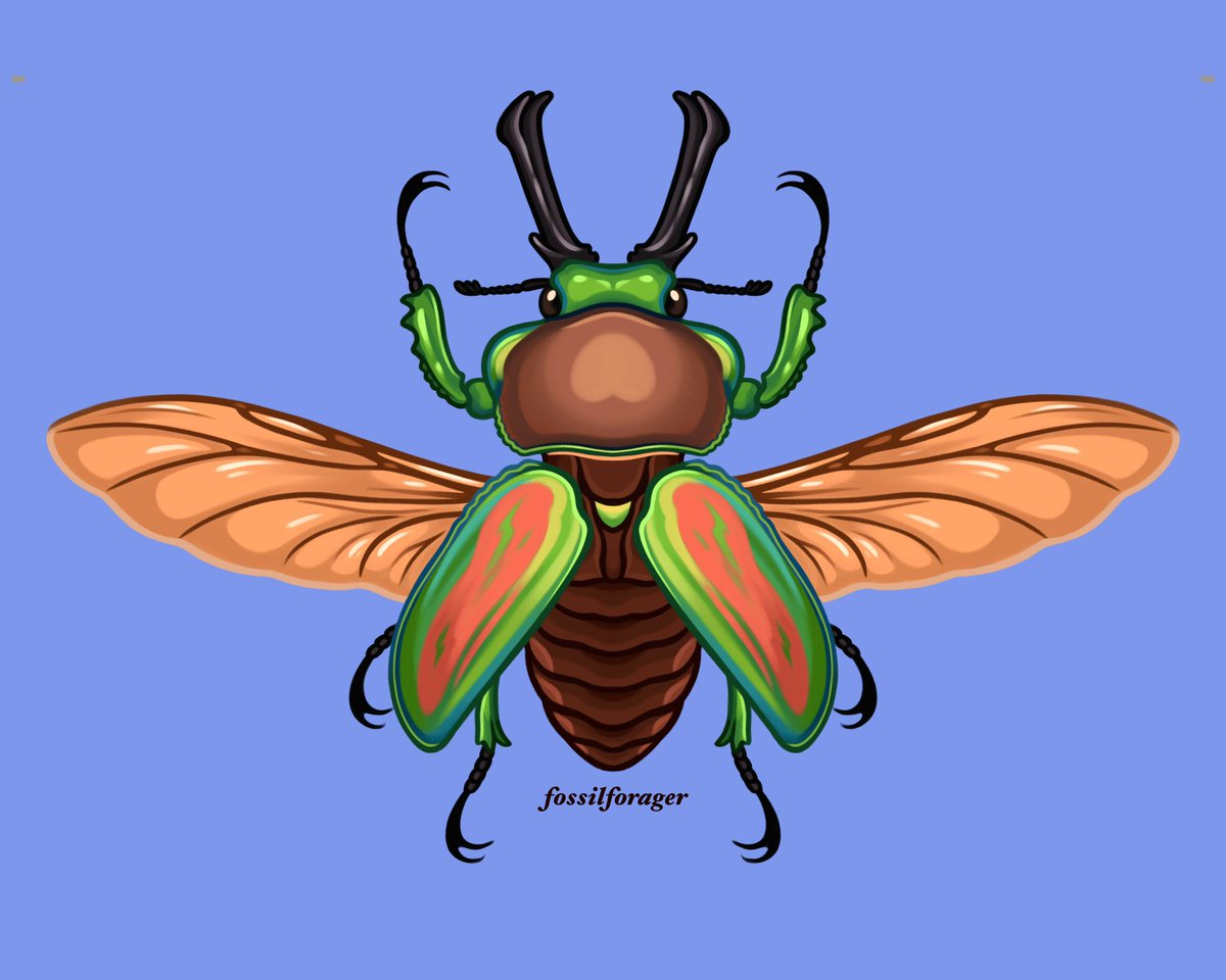 fossilforager's tweet image. Rainbow stag beetle 🪲🌈