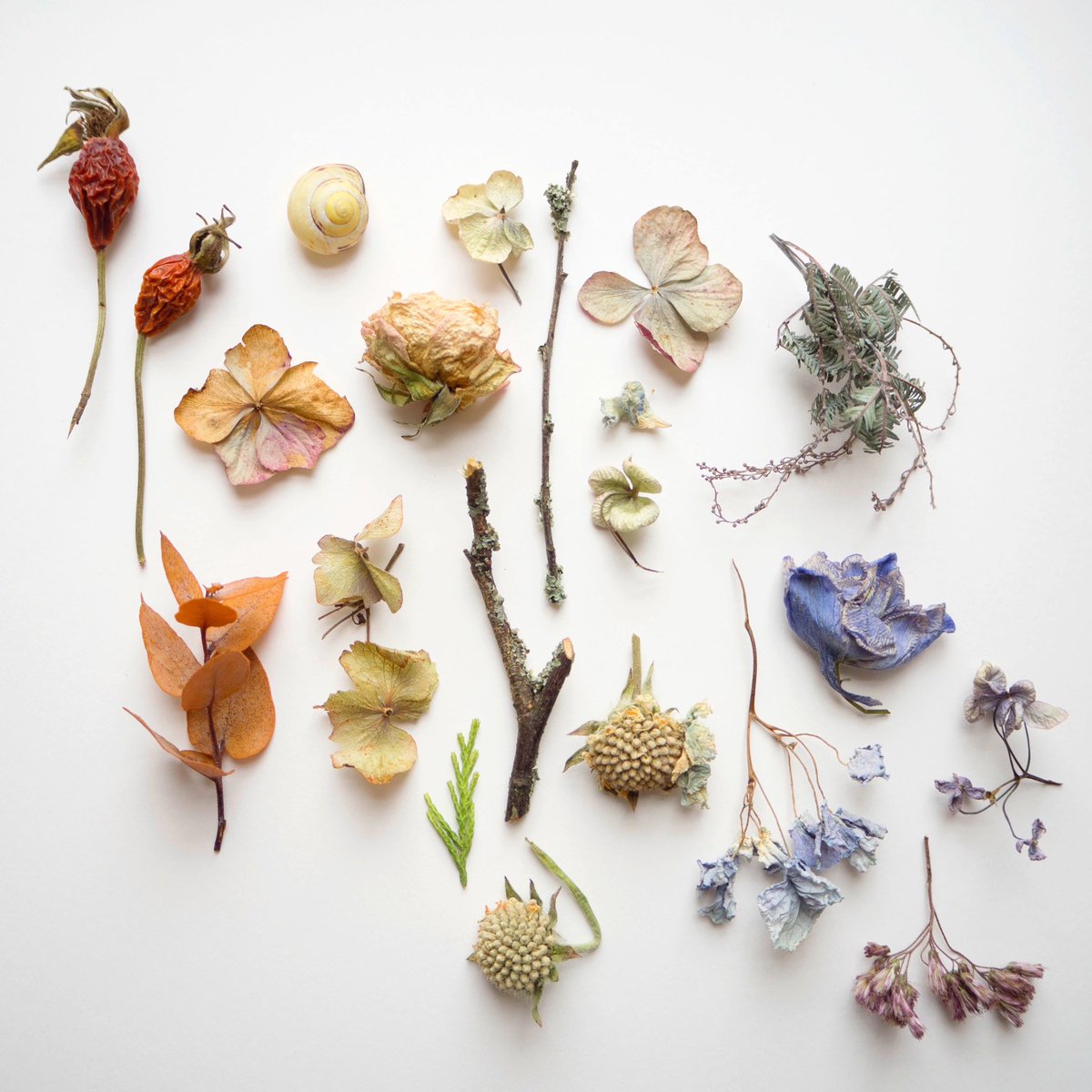 Delicate dried botanical finds &amp; subtle colours in case you have that doomy anxious feeling before the week begins (I do too). Zooming in to the details in my photo for at least 30secs is likely to dial down anxiety &amp; trigger dopamine release, making you feel calmer &amp; uplifted🌿: