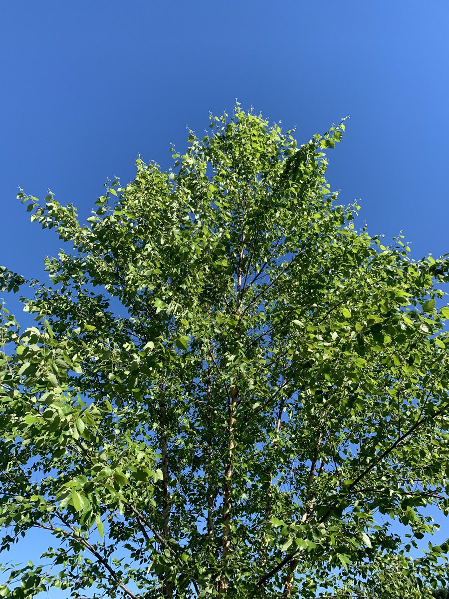 GassyGrapher's tweet photo. Not a cloud in the sky, got the sun in my eyes ☀️
And I won't be surprised if it's a dream 🎶
#SpectacularSunday #TraegerTime #BestPizzaOnThePlanet #ItWillWailWhenMyFreezerGetsRestocked 🍕💵 @MeatSauce1 @7thavenuepizza https://t.co/NNLAKCtlqT