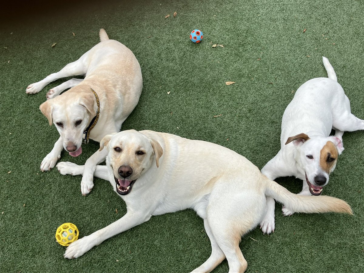SweetFrankFC's tweet photo. おはよう〜

#Labrador #Frank #犬好きさんと繋がりたい https://t.co/mcXK9Ketut