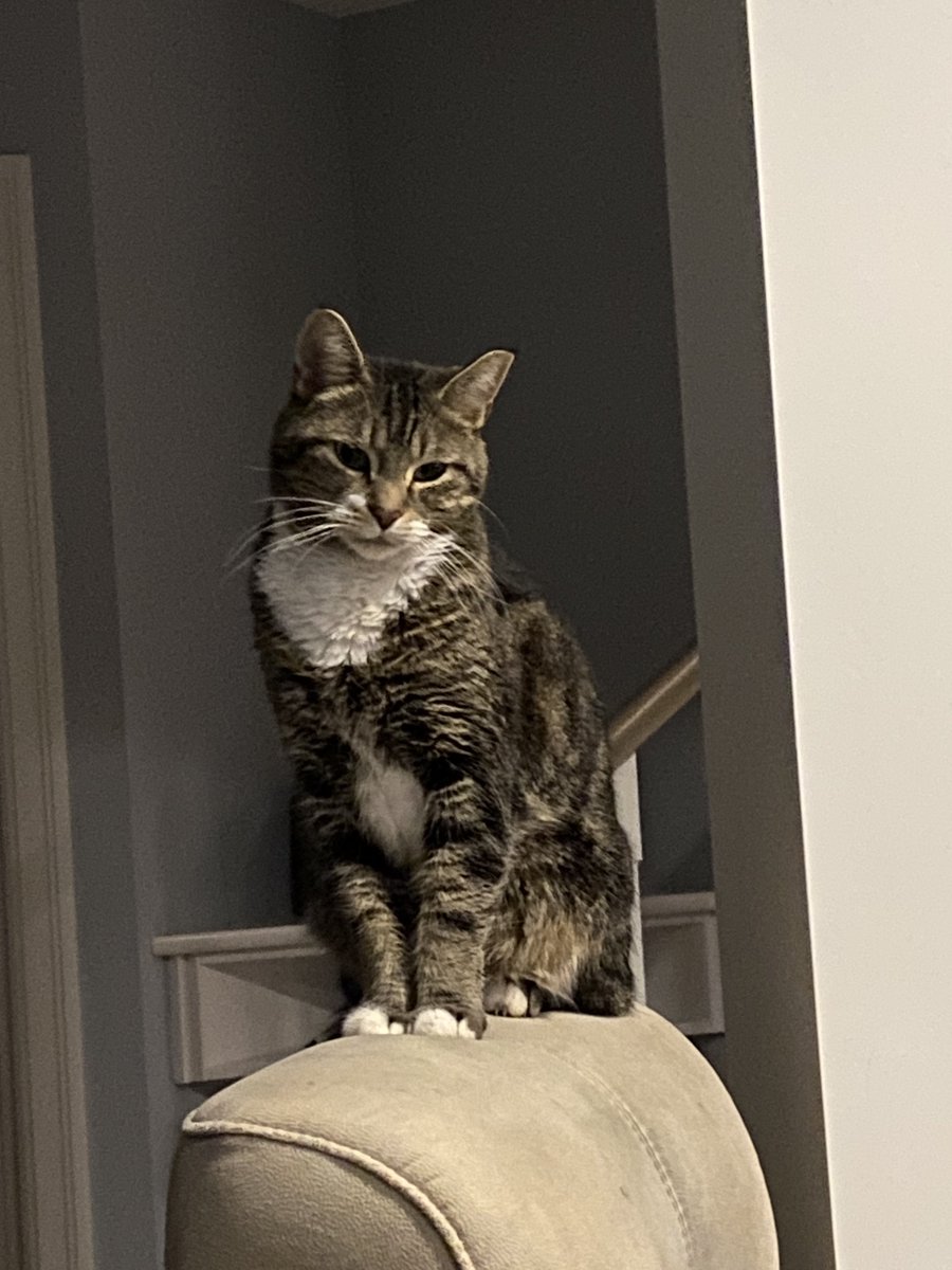 Pretty__G's tweet image. Long shot but would kill me if I didn’t try.
Missing since June 23
Answers to Max
Super affectionate if slow approach Microchipped (no collar)
Lansdowne area
Anybody around there please check your garages in case he might be trapped. He was gone 16 days in 2018. #yeg #lostpets