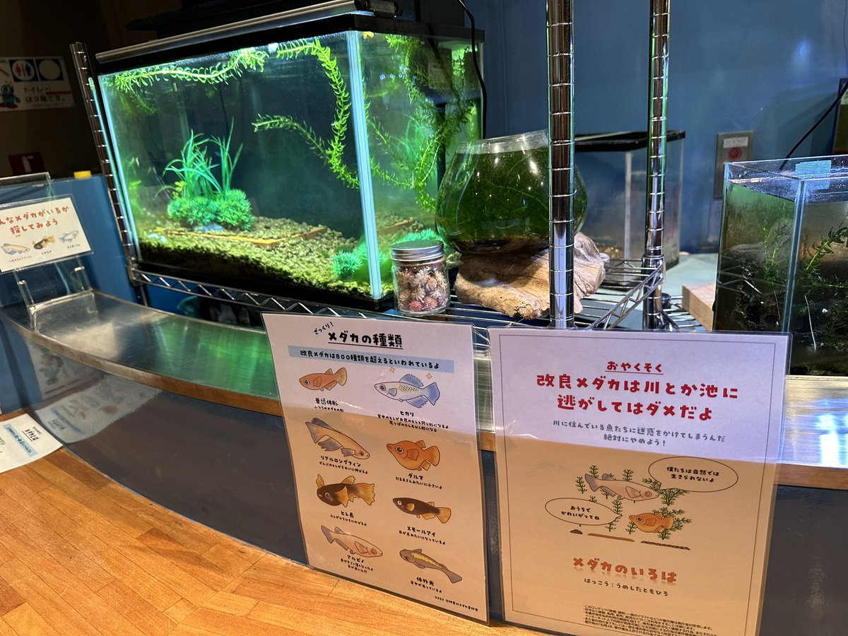 denbo1993's tweet photo. ⭐️IMA国際メダカ愛好会のおしごと

週一回の水槽メンテナンスへ行って来ました。

7月のメダカ教室は7/21（日）です。
詳細は伊勢原市子ども科学館様のhp���ご確認ください🙇

#メダカ
#伊勢原市
#こども https://t.co/91fbLL9sXp