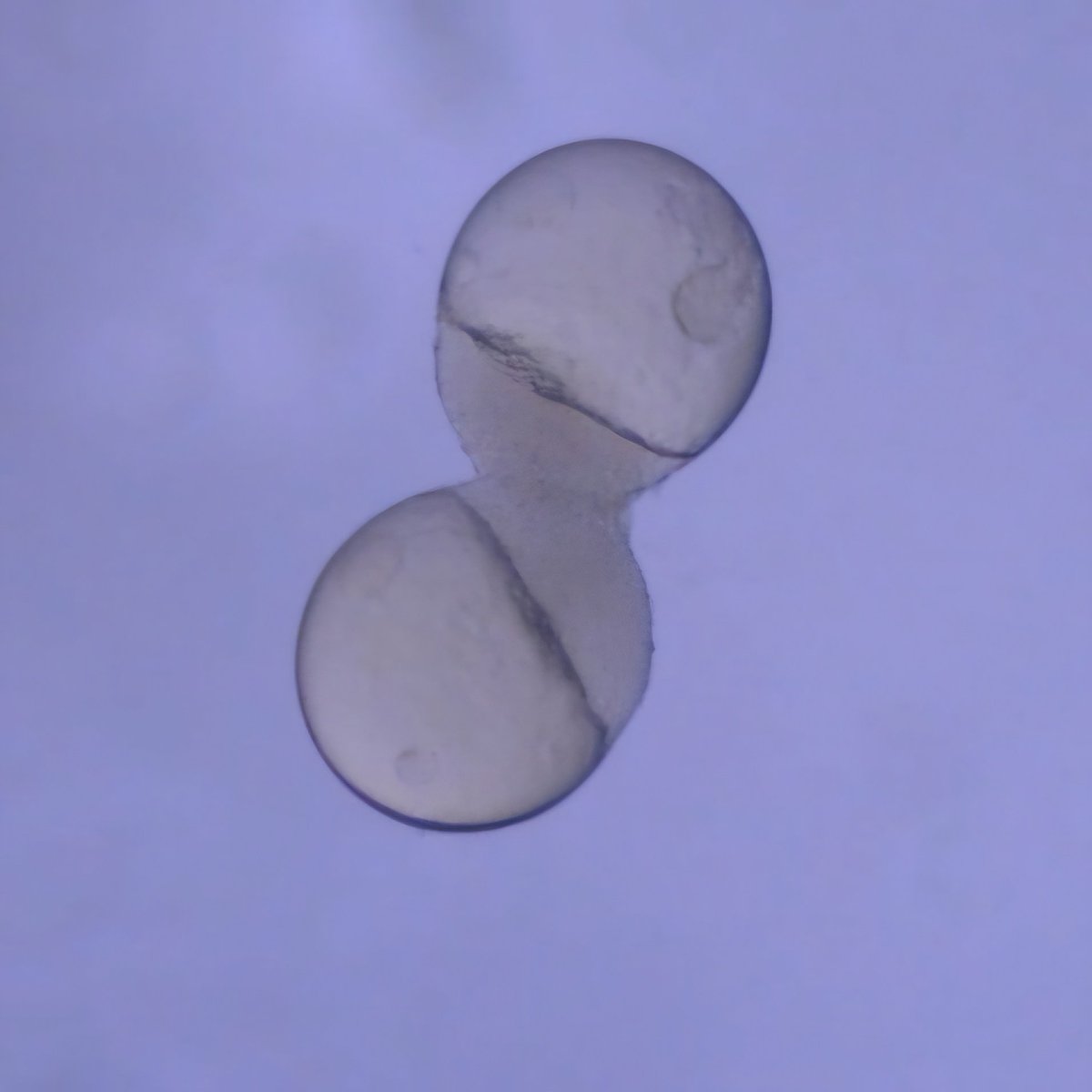 daniomuench's tweet image. It was great to be back at #embryo24 @MBLScience! Had so much fun imaging, transplanting and parabiosing zebrafish embryos 🐟 with awesome students, @LabPiotrowski , @vg_biomarina and Elke Ober