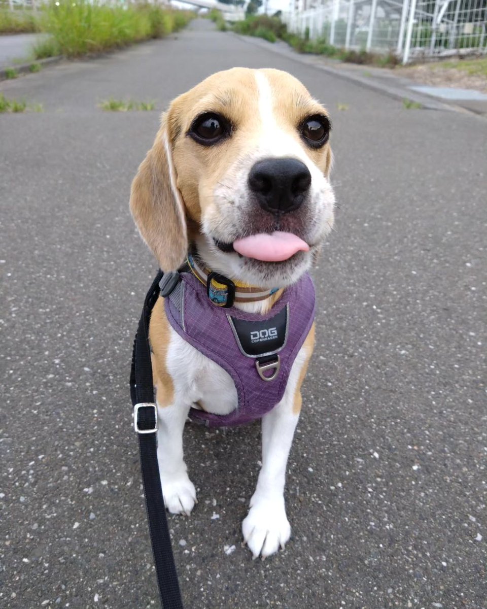 SelinaSelibison's tweet photo. #beagle #beagles #beaglelove #beaglestagram #instadog #dogstagram #dog #beaglesofinstagram #dogsofinstagram #doglover #beaglelife #beaglemania #beagledog #dogphotography #beagleworld https://t.co/YNfofFTEBI