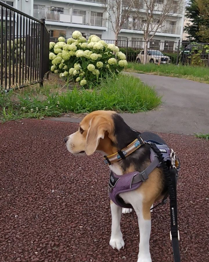 SelinaSelibison's tweet photo. #beagle #beagles #beaglelove #beaglestagram #instadog #dogstagram #dog #beaglesofinstagram #dogsofinstagram #doglover #beaglelife #beaglemania #beagledog #dogphotography #beagleworld https://t.co/YNfofFTEBI