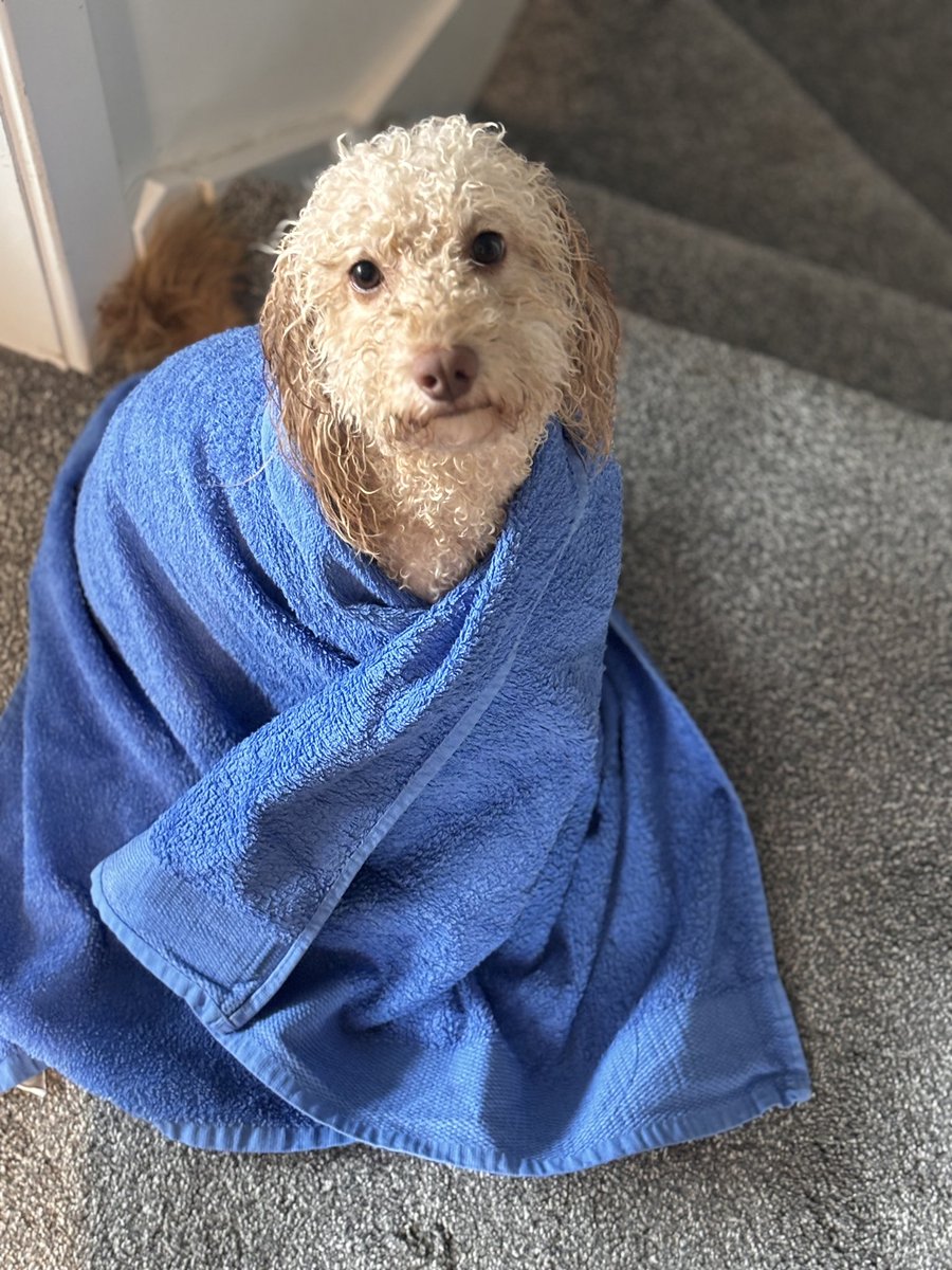 WilJonesMD's tweet image. What happens when we go for a walk and then roll over in the dirt and grime. 
Time for a shower when we got home #poodle #feelsorry #mooch