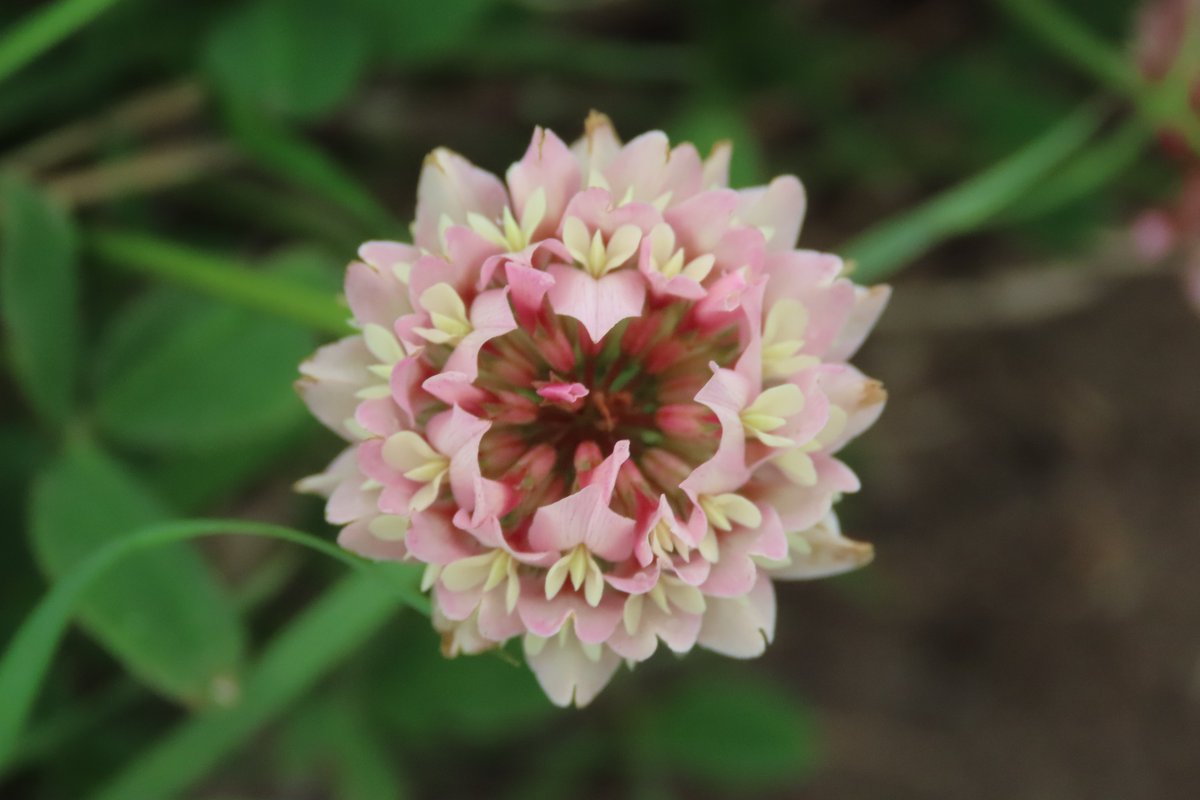 Clover on a roadside verge, I think it's perfect. #wildflowerhour