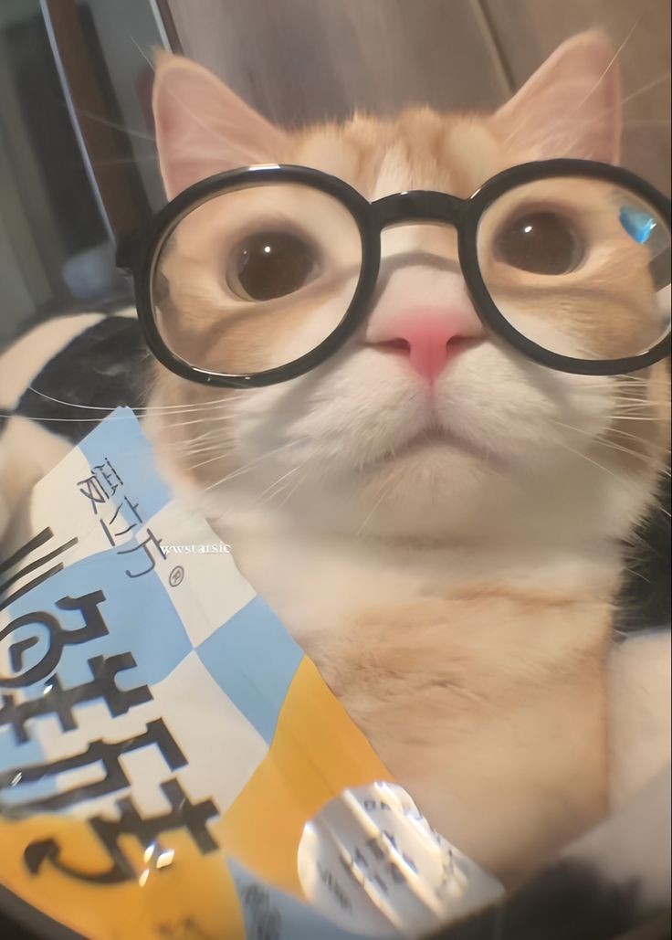 joascats's tweet photo. https://t.co/ltNtk5uSAR