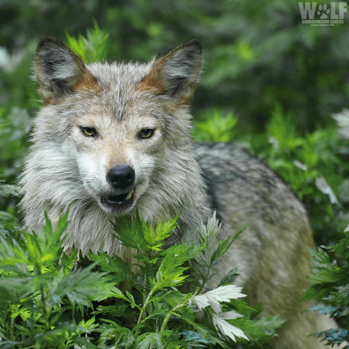 nywolforg's tweet photo. Monday mood 😬 https://t.co/LzfrxrNt5G