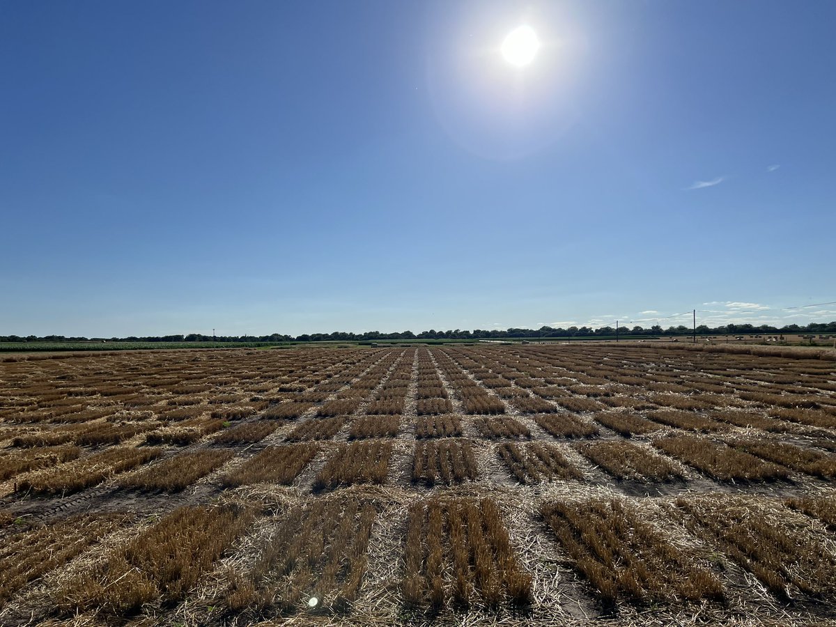 #Wheatharvest2024 
<a href="/Huskerwheat/">UNL Small Grains Breeding- Frels Lab</a> small grains harvest crew 2024 in Lincoln, NE 🌾 🍞 😎 
<a href="/unlagrohort/">Nebraska Agronomy and Horticulture</a> 
<a href="/UNL_IANR/">Institute of Agriculture and Natural Resources</a>