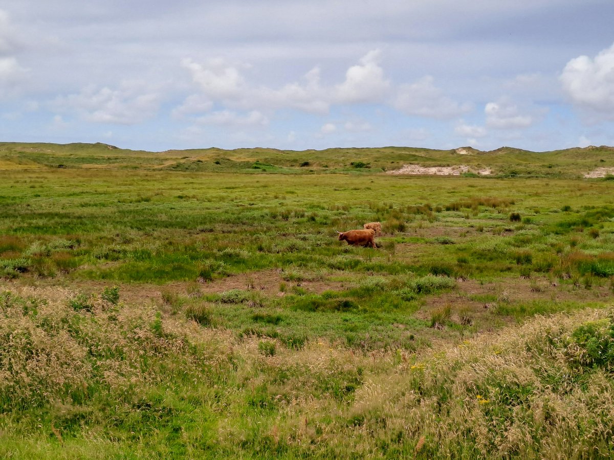 Na (loze) melding van een losgebroken kalf in het Botgat @landschapnh blij verrast met een baltsende Watersnip (foto van internet) boven m'n hoofd! Laatste broedgeval in deze regio is tientallen jaren geleden, met dank aan een kleddernat voorjaar! <a href="/Sovon/">Sovon Vogelonderzoek Nederland</a> <a href="/vogelnieuws/">Vogelbescherming NL</a>