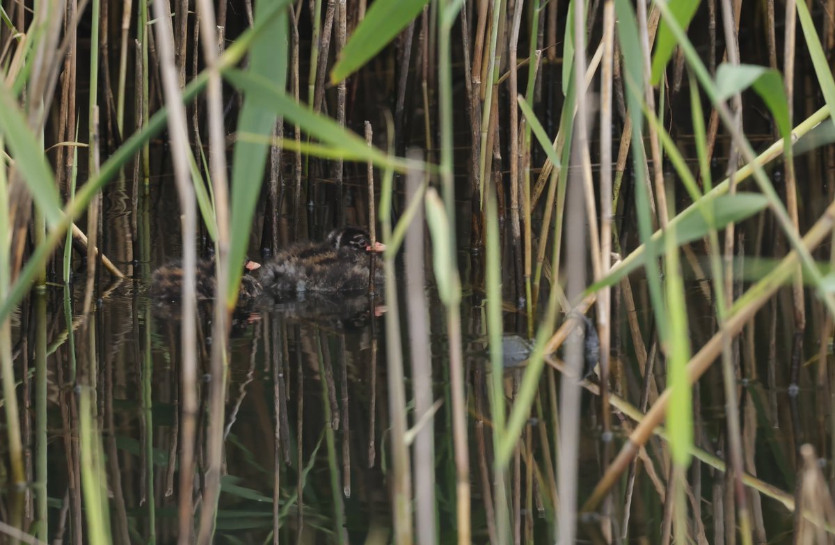 JeremyBCSWhite's tweet photo. These, amongst other things, caught my eye @RSPBNewport Wetlands today. Ringlet butterfly perched deep in Melilot; Littel grebe chicks with almost perfect camouflage; sculptural Bristly ox tongue; and Bistort just coming into bloom. @ourlivinglevels https://t.co/r61FRsDBop