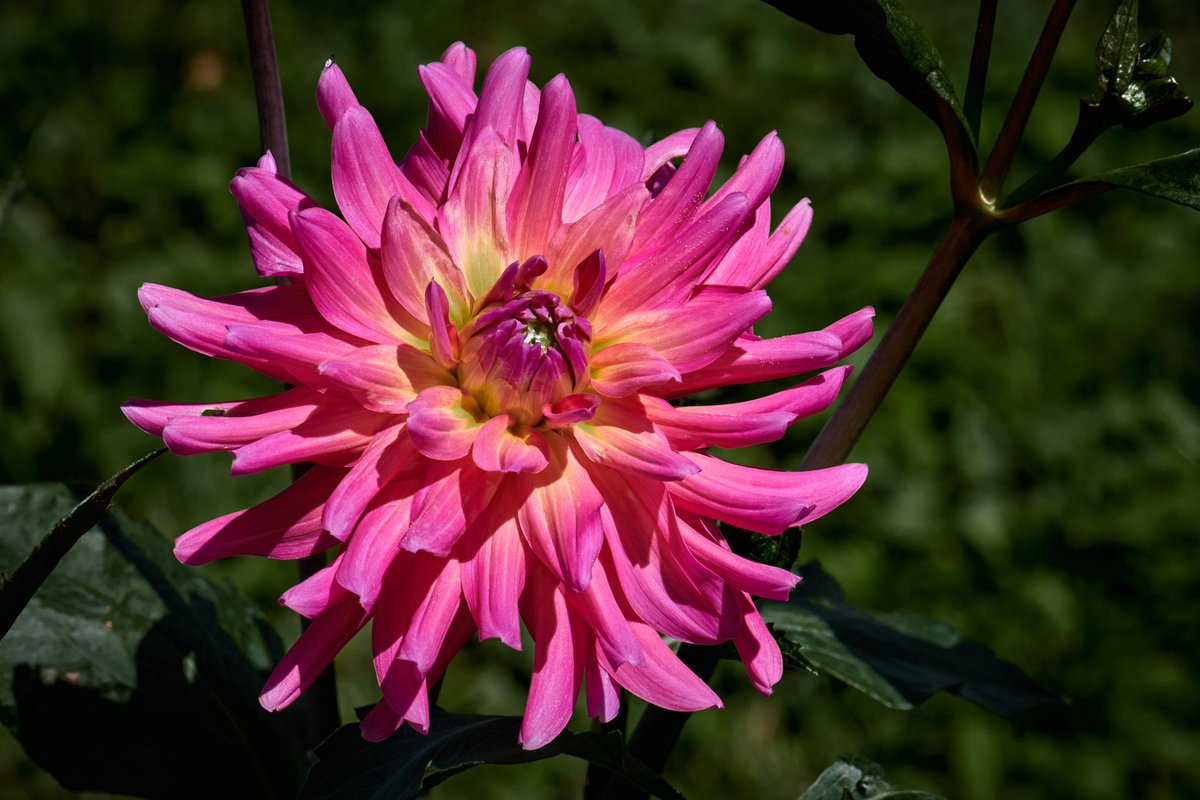 My first dahlia of the year, Maui. Buds everywhere and it makes me so happy!