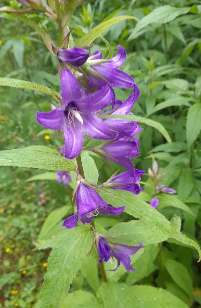 Giant Bellflower (Campanula latifolia)  #wildflowerhour