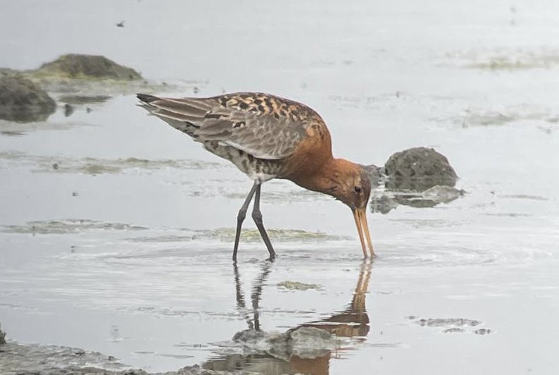 Kathleen Gallagher (@kathleenbike) on Twitter photo Orange quiff, orange hints to spoonbills and look at the colour on the godwit ! Fairburn . Thanks to <a href="/roshnigallagher/">Roshni Gallagher</a> for the superb photos Orange quiff, orange hints to spoonbills and look at the colour on the godwit ! Fairburn . Thanks to <a href="/roshnigallagher/">Roshni Gallagher</a> for the superb photos