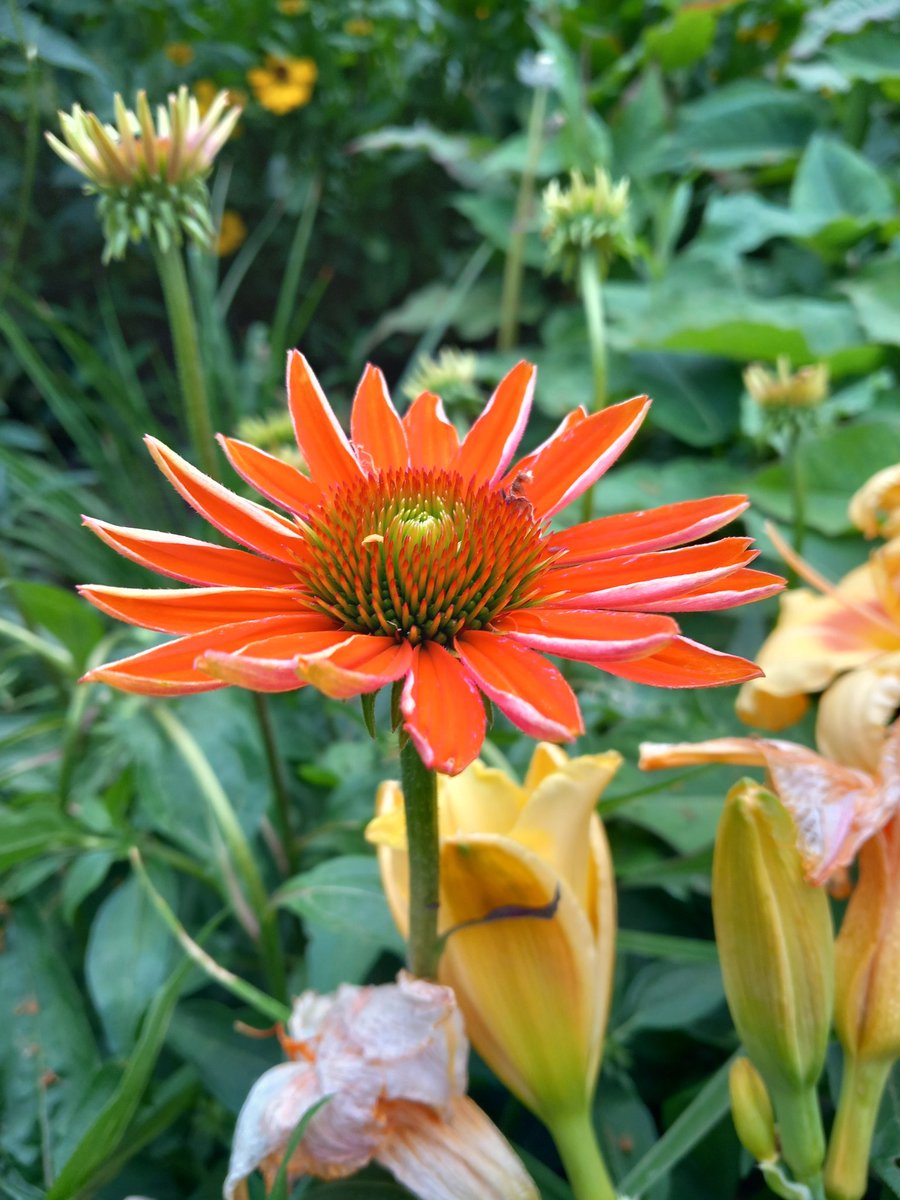 HeleenHoltmanns's tweet photo. De oranje zonnehoeden komen er ook aan #rondjetuin https://t.co/ddW8nYVcuf
