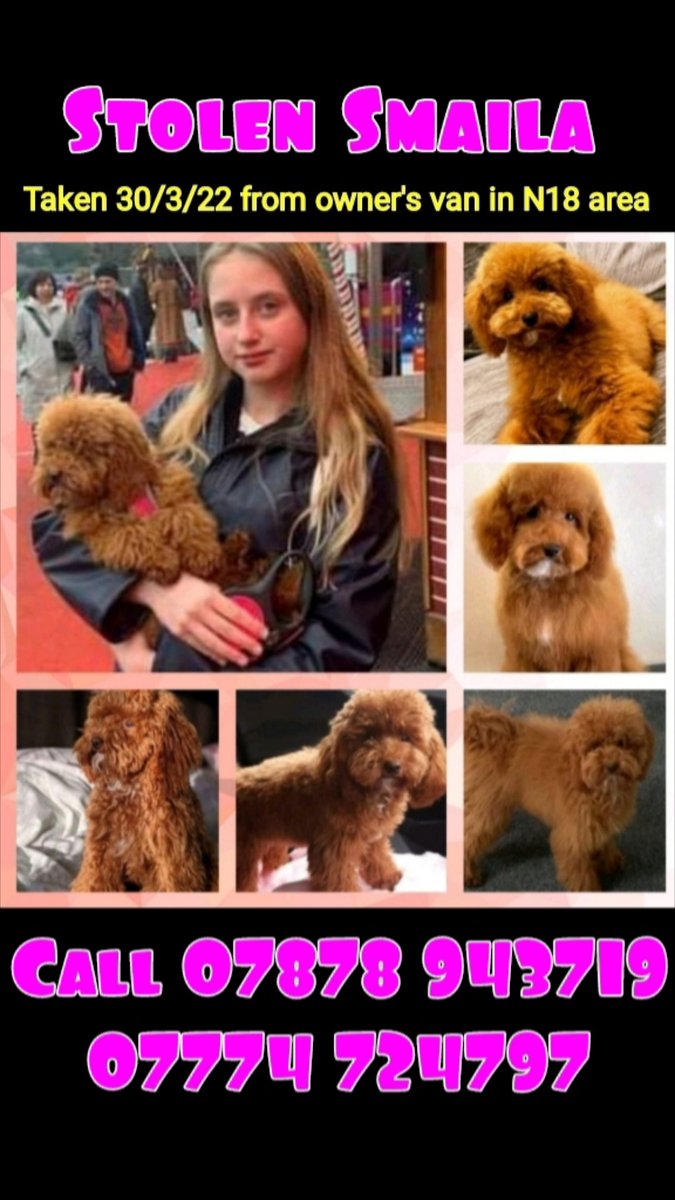 StolenSmaila's tweet image. PLEASE SMAILA COME HOME – WE ARE SO DESPERATE TO SEE YOU AGAIN🙏🙏😍😍

❗️❗️❗️- LARGE REWARD FOR SAFE RETURN - IF YOU HAVE ANY INFORMATION - PLEASE CONTACT US IN TOTAL CONFIDENCE - WE ARE NOT INTERESTED IN PROBLEMS WE JUST WANT SMAILA HOME #stolendoghour