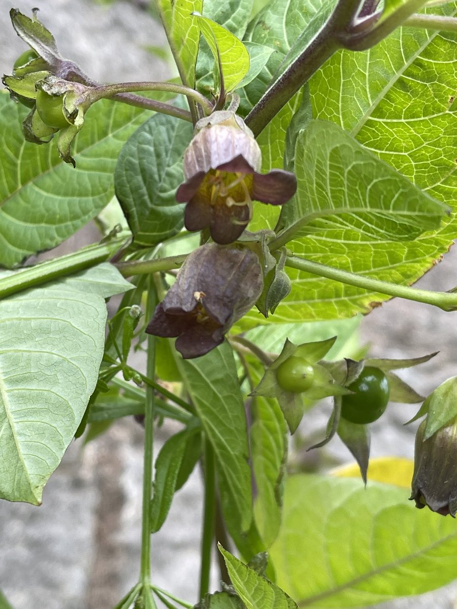 Deadly Nightshade ☠️ 
Embleton, Northumberland  #WildflowerHour