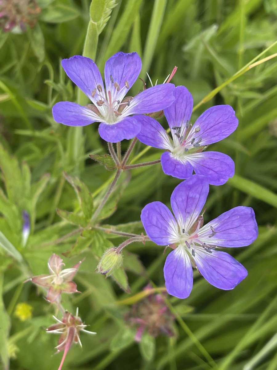 Beautiful Meadow Crane’s-bill.  Barrowburn Northumberland #WildflowerHour