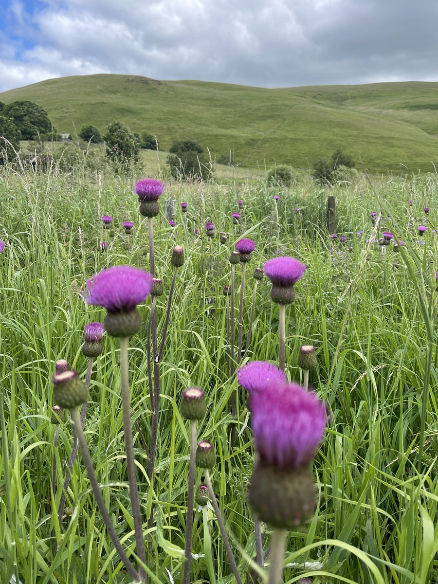 Melancholy thistle 😊
Barrowburn, Northumberland  #WildflowerHour